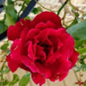 Meet your Posher, Jamy